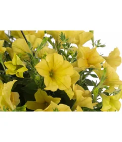 Hängepetunie, Ampel, Verschiedene Farben -Compo Verkaufsgeschäft 8606840 WE DE 004 HAENGEPETUNIEMIXAMPT25