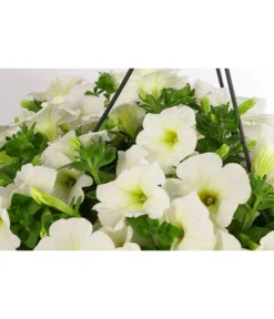 Hängepetunie, Ampel, Verschiedene Farben -Compo Verkaufsgeschäft 8606840 WE DE 005 HAENGEPETUNIEMIXAMPT25