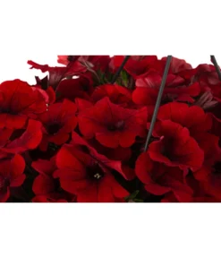 Hängepetunie, Ampel, Verschiedene Farben -Compo Verkaufsgeschäft 8606840 WE DE 006 HAENGEPETUNIEMIXAMPT25