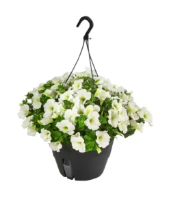 Hängepetunie, Ampel, Verschiedene Farben -Compo Verkaufsgeschäft 8606840 WE FS 005 HAENGEPETUNIEMIXAMPT25