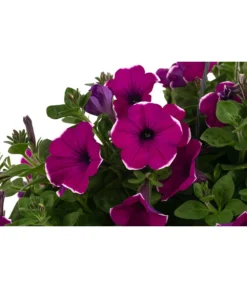 Hängepetunie 'Burgundy Picotee', Ampel -Compo Verkaufsgeschäft 8606923 WE DE 001 HaengepetunieBurgundyPicoteeT27