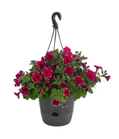 Hängepetunie 'Burgundy Picotee', Ampel