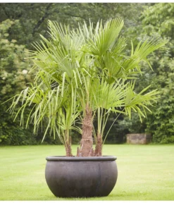 Neue Produkte -Compo Verkaufsgeschäft 8607855 PR MO 001 Polystone SchaleEmpireBlumentopfBlumenvasePflanztopfHanfpalmeTrachycarpusFortuneiGruppe