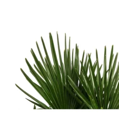 Hanfpalme, Multistamm -Compo Verkaufsgeschäft 8607855 WE DE 001 HanfpalmeTrachycarpusFortuneiT36