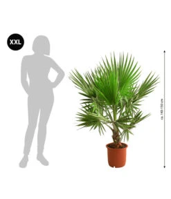 Neue Produkte -Compo Verkaufsgeschäft 8608036 WE BG 001 XXL Faecherpalme140150cm