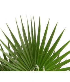 XXL Fächerpalme -Compo Verkaufsgeschäft 8608036 WE DE 004 WashingtoniaRobustaT30MexikanischeFaecherpalme