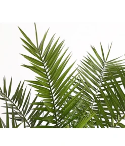 XXL Kanarische Dattelpalme, Ca. 140-160 Cm -Compo Verkaufsgeschäft 8608721 PR DE 001 PhoenixCanariensisT28DehnerExpressHerzig