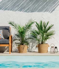 Neue Produkte -Compo Verkaufsgeschäft 8608721 WE MO 002 ZwergpalmeChamaeropsHumilisKanarischeDattelpalmePhoenixCanariensisUweSauer