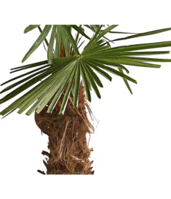 XXL Hanfpalme, Ca. 180-210 Cm -Compo Verkaufsgeschäft 8609158 WE DE 001 ChinesischeHanfpalmeTrachycarpusFortuneiT50DehnerExpressHerzig
