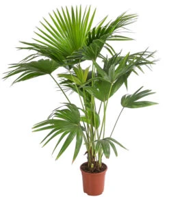 Chinesische Schirmpalme - Livistona Chinensis