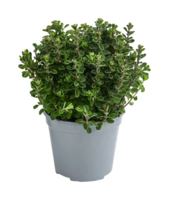 Dehner Gourmet Garten Majoran, Einjährig