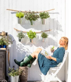 Dehner Gourmet Garten Strauchbasilikum 'Magic Blue' -Compo Verkaufsgeschäft 8610123 WE MO 001 Oregano Kraeuter 1