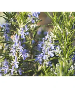 Bio Rosmarin -Compo Verkaufsgeschäft 8610206 WE DE 001 RosmarinBluete