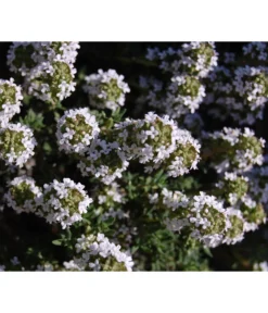 Bio Thymian -Compo Verkaufsgeschäft 8610339 WE DE 001 ThymianBluete