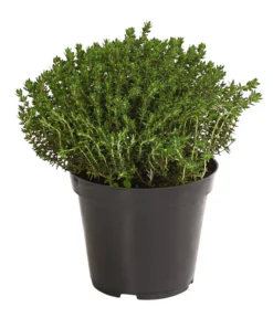 Bio Thymian