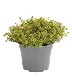 Dehner Gourmet Garten Zitronen-Thymian