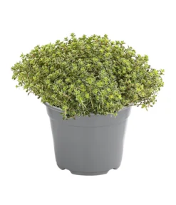 Dehner Gourmet Garten Silberthymian