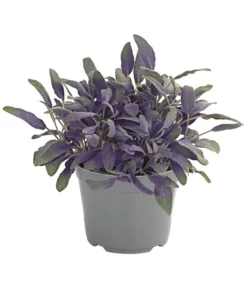 Dehner Gourmet Garten Purpursalbei