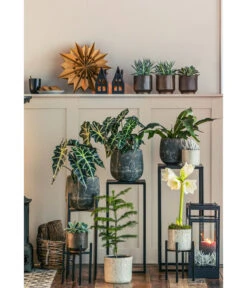 Gefüllte Amaryllis - Hippeastrum, Verschiedene Farben -Compo Verkaufsgeschäft 8611253 WE MO 001 ZimmertanneAraucariaAmberSuzeT13 1