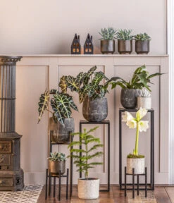 Kreuzkraut - Senecio Cephalophorus -Compo Verkaufsgeschäft 8611253 WE MO 001 ZimmertanneAraucariaT13 GodJul