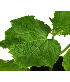 Bio Schlangengurke Im Pottburri®-Topf -Compo Verkaufsgeschäft 8611287 WE DE 001 BioPBSchlangengurke