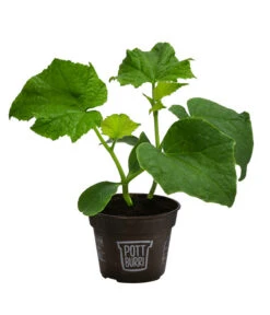 Neue Produkte -Compo Verkaufsgeschäft 8611287 WE FS 001 BioPBSchlangengurke