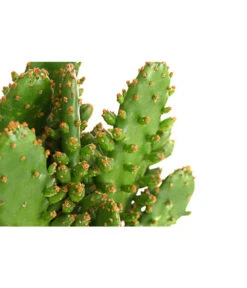 Feigenkaktus - Opuntia Indica, Verschiedene Sorten -Compo Verkaufsgeschäft 8611469 PR DE 001 OpuntiaMixT11DehnerExpressHerzig