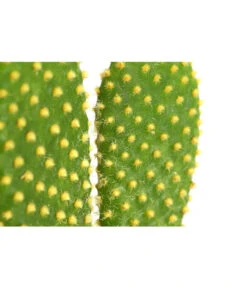 Feigenkaktus - Opuntia Indica, Verschiedene Sorten -Compo Verkaufsgeschäft 8611469 PR DE 002 OpuntiaMixT11DehnerExpressHerzig