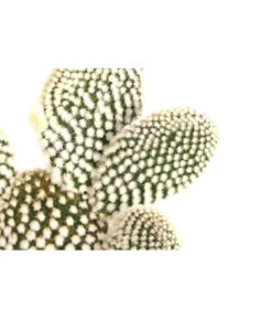 Feigenkaktus - Opuntia Indica, Verschiedene Sorten -Compo Verkaufsgeschäft 8611469 PR DE 003 OpuntiaMixT11DehnerExpressHerzig