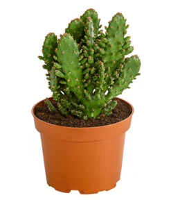 Feigenkaktus - Opuntia Indica, Verschiedene Sorten -Compo Verkaufsgeschäft 8611469 PR FS 001 OpuntiaMixT11DehnerExpressHerzig