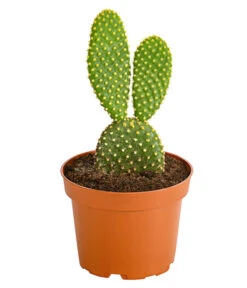 Feigenkaktus - Opuntia Indica, Verschiedene Sorten -Compo Verkaufsgeschäft 8611469 PR FS 002 OpuntiaMixT11DehnerExpressHerzig