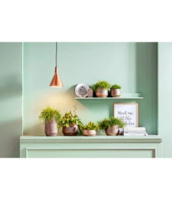 Korallenkaktus - Rhipsalis 'Red Coral' -Compo Verkaufsgeschäft 8611477 PR MO 001 Rhipsalis GC20