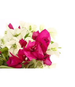 Drillingsblumen-Duo, Spalier -Compo Verkaufsgeschäft 8618258 PR DE 001 BougainvilleaTwinSpalier19DehnerExpressHerzig