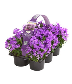 Polster-Glockenblume 'Ocean', 6er Schale