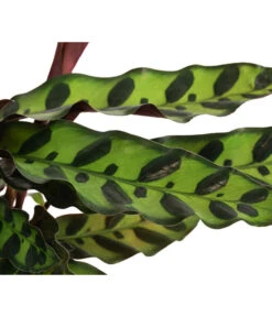 Korbmarante - Calathea Lancifolia -Compo Verkaufsgeschäft 8627721 WE DE 001 CalatheaInsignisT12