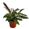 Korbmarante - Calathea Lancifolia