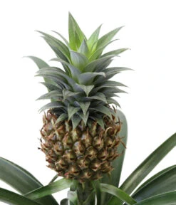 Ananaspflanze - Ananas Comosus -Compo Verkaufsgeschäft 8627960 WE DE 001 Ananaspflanze