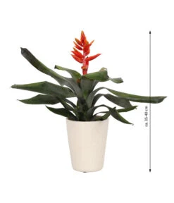 Lanzenrosette - Aechmea Pepita 'Elegant Flames', In Keramik -Compo Verkaufsgeschäft 8627994 WE FS 003 AechmeaPepitaElegantInKeramik