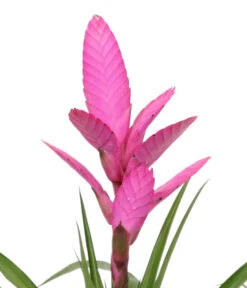 Tillandsie - Tillandsia Cyanea 'Antonio', In Keramik -Compo Verkaufsgeschäft 8628000 WE DE 001 TillandsieInKeramikWeiss