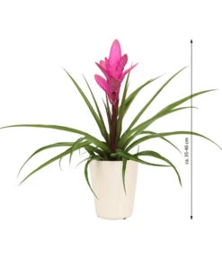 Tillandsie - Tillandsia Cyanea 'Antonio', In Keramik -Compo Verkaufsgeschäft 8628000 WE IG 001 TillandsieInKeramikWeiss