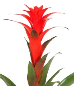 Guzmanie - Guzmania Calypso, In Keramik -Compo Verkaufsgeschäft 8628018 WE DE 001 GuzmaniaCalypsoInKeramik