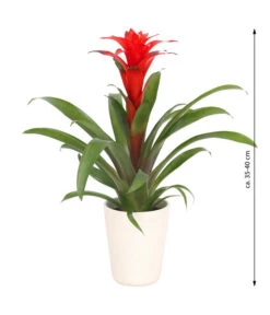 Guzmanie - Guzmania Calypso, In Keramik -Compo Verkaufsgeschäft 8628018 WE FS 003 GuzmaniaCalypsoInKeramik