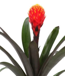 Guzmanie - Guzmania 'Tala', In Keramik -Compo Verkaufsgeschäft 8628034 WE DE 001 GuzmaniaTalaInKeramik