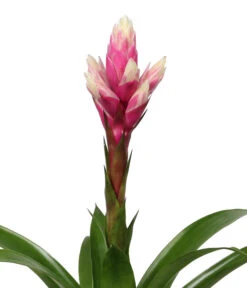 Bromelien-Set, 4-teilig -Compo Verkaufsgeschäft 8628042 WE DE 002 BromelienRoyal4Set