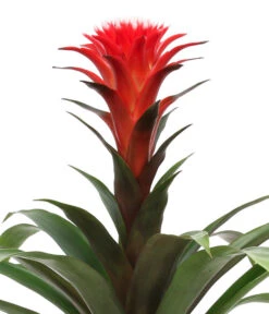 Bromelien-Set, 4-teilig -Compo Verkaufsgeschäft 8628042 WE DE 003 BromelienRoyal4Set