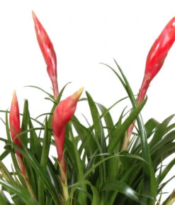 Bromelien-Set Sommerfrische, 4-teilig -Compo Verkaufsgeschäft 8628059 WE DE 001 BromelienMix4erSet