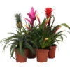 Bromelien-Set Sommerfrische, 4-teilig