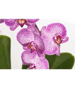 Schmetterlingsorchidee - Phalaenopsis Cultivaris 'Cascade', Verschiedene Sorten -Compo Verkaufsgeschäft 8634685 PR DE 001 SchmetterlingsorchideePhalaenopsisCascade1TrieberT12DehnerExpressZS