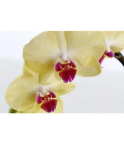 Schmetterlingsorchidee - Phalaenopsis Cultivaris 'Cascade', Verschiedene Sorten -Compo Verkaufsgeschäft 8634685 PR DE 002 SchmetterlingsorchideePhalaenopsisCascade1TrieberT12DehnerExpressZS