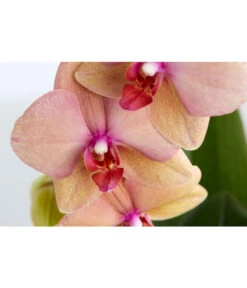 Schmetterlingsorchidee - Phalaenopsis Cultivaris 'Cascade', Verschiedene Sorten -Compo Verkaufsgeschäft 8634685 PR DE 003 SchmetterlingsorchideePhalaenopsisCascade1TrieberT12DehnerExpressZS
